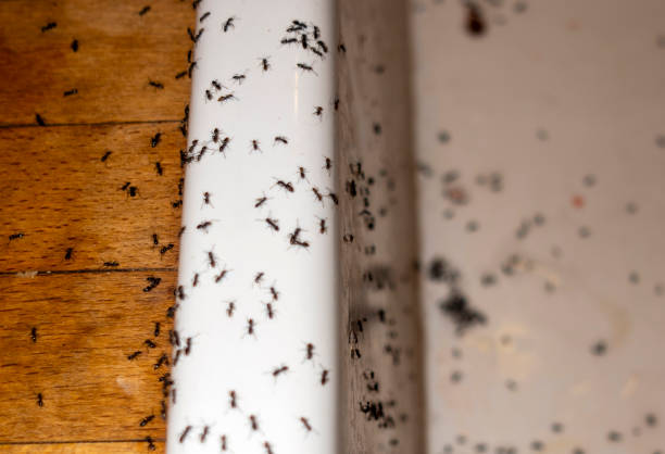 Best Spider Control Near Me  in Lucasville, OH
