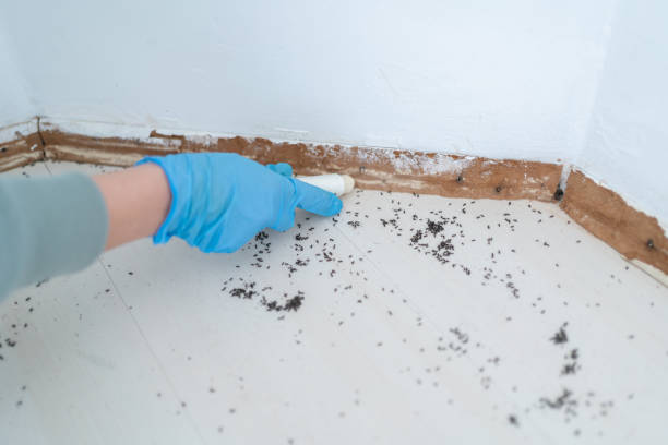 Reliable Lucasville, OH Pest Control Solutions